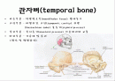 뒤통수뼈(occipital bone) 관자뼈(temporal bone) 나비뼈(sphenoid bone) 2페이지