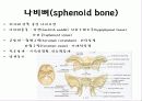 뒤통수뼈(occipital bone) 관자뼈(temporal bone) 나비뼈(sphenoid bone) 3페이지