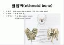 뒤통수뼈(occipital bone) 관자뼈(temporal bone) 나비뼈(sphenoid bone) 4페이지