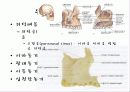 뒤통수뼈(occipital bone) 관자뼈(temporal bone) 나비뼈(sphenoid bone) 6페이지