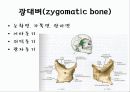 뒤통수뼈(occipital bone) 관자뼈(temporal bone) 나비뼈(sphenoid bone) 7페이지