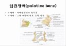 뒤통수뼈(occipital bone) 관자뼈(temporal bone) 나비뼈(sphenoid bone) 8페이지
