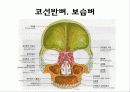 뒤통수뼈(occipital bone) 관자뼈(temporal bone) 나비뼈(sphenoid bone) 9페이지