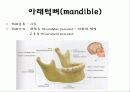 뒤통수뼈(occipital bone) 관자뼈(temporal bone) 나비뼈(sphenoid bone) 10페이지