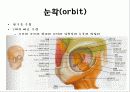 뒤통수뼈(occipital bone) 관자뼈(temporal bone) 나비뼈(sphenoid bone) 13페이지
