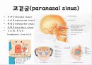 뒤통수뼈(occipital bone) 관자뼈(temporal bone) 나비뼈(sphenoid bone) 14페이지