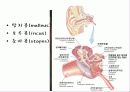 뒤통수뼈(occipital bone) 관자뼈(temporal bone) 나비뼈(sphenoid bone) 17페이지