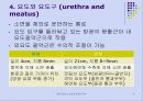 신장비뇨기장애_대상자_간호(구조와기능) 8페이지