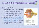 신장비뇨기장애_대상자_간호(구조와기능) 10페이지