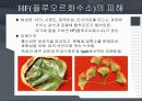 대기오염물질에 의한 수목의 피해 12페이지