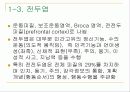 뇌의 구조와 기능 7페이지