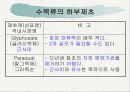 녹지시설물의 유지관리 시비병해충관수 13페이지