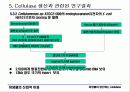 미생물이 생산하는 cellulase 셀롤라이제 (식이섬유분해효소) 10페이지