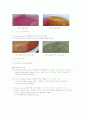 미생물 실험 11페이지