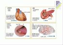 영양학 - 흡연과 음주 29페이지