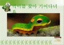 [아동보육 A]창의적 동작활동을 위한 교육계획안 - 나비의 성장과정 ppt 자료 5페이지