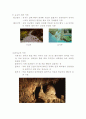 학습지도안 - 지표의 변화 52페이지