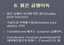 곰팡이독(mycotoxin) 9페이지