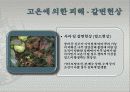 고온에서 오는 피해들 14페이지