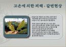 고온에서 오는 피해들 15페이지