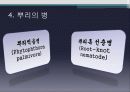 뿌리의 병과 외과수술 7페이지
