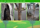 전주 지방 가로수의 대기 오염에 의한 피해 9페이지