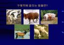 구제역의 올바른 이해와 대응 12페이지