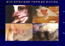 구제역의 올바른 이해와 대응 14페이지