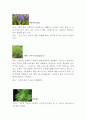 허브의 관한 연구 4페이지