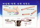 고등학교 성교육-피임법 26페이지