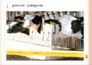 [구제역]구제역사태의 문제점과 해결방안 PPT자료 3페이지