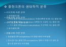 3[1].+플랑크톤+(1) (해양생물학 (lecture 3)) 4페이지