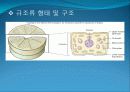 3[1].+플랑크톤+(1) (해양생물학 (lecture 3)) 7페이지