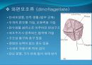 3[1].+플랑크톤+(1) (해양생물학 (lecture 3)) 10페이지