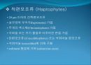 3[1].+플랑크톤+(1) (해양생물학 (lecture 3)) 11페이지