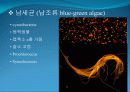3[1].+플랑크톤+(1) (해양생물학 (lecture 3)) 12페이지
