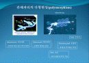 3[1].+플랑크톤+(1) (해양생물학 (lecture 3)) 24페이지