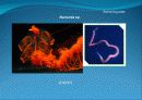 3[1].+플랑크톤+(1) (해양생물학 (lecture 3)) 25페이지