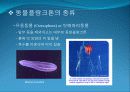 3[1].+플랑크톤+(1) (해양생물학 (lecture 3)) 26페이지