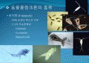 4[1].+플랑크톤+(2) (해양생물학 (lecture 4) 제 2 장 플랑크톤 동물플랑크톤(2)) 12페이지