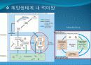 4[1].+플랑크톤+(2) (해양생물학 (lecture 4) 제 2 장 플랑크톤 동물플랑크톤(2)) 37페이지