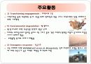 그린피스와 대구참여연대 36페이지
