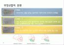 구강생리학 - 교합 7페이지