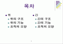 간, 위 조직학완성본 1페이지