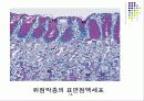 간, 위 조직학완성본 16페이지