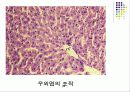 간, 위 조직학완성본 34페이지