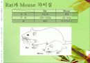 (실험동물) Rat, Hamster의 실험용도 및 관리 10페이지