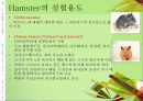 (실험동물) Rat, Hamster의 실험용도 및 관리 16페이지