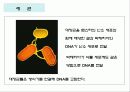 세균과 효모 11페이지