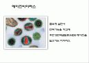 세균과 효모 21페이지